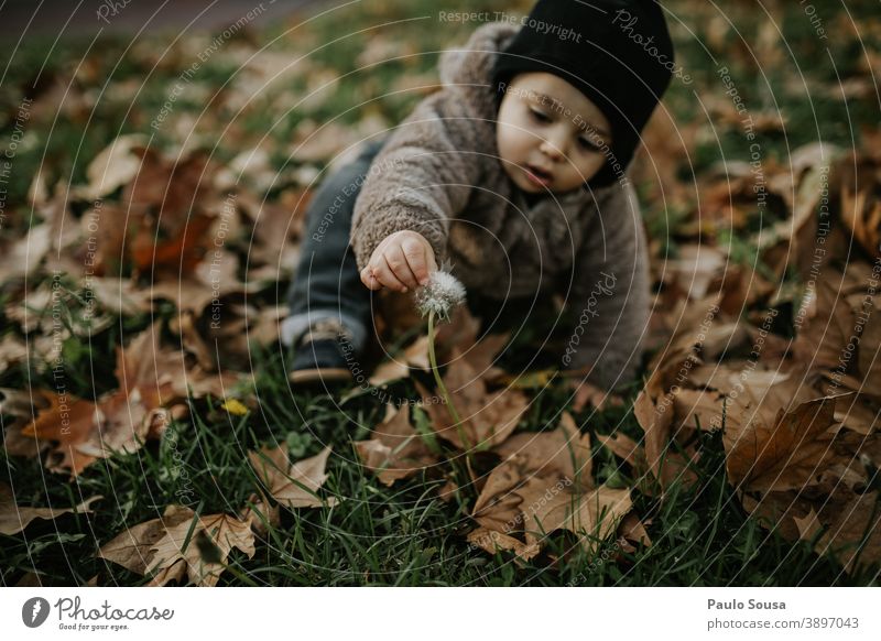 Kleinkind spielt mit Löwenzahn auf Herbstblättern authentisch Herbstlaub herbstlich Winter fallen Farbfoto Kind Herbstwald Herbstwetter Blatt Außenaufnahme