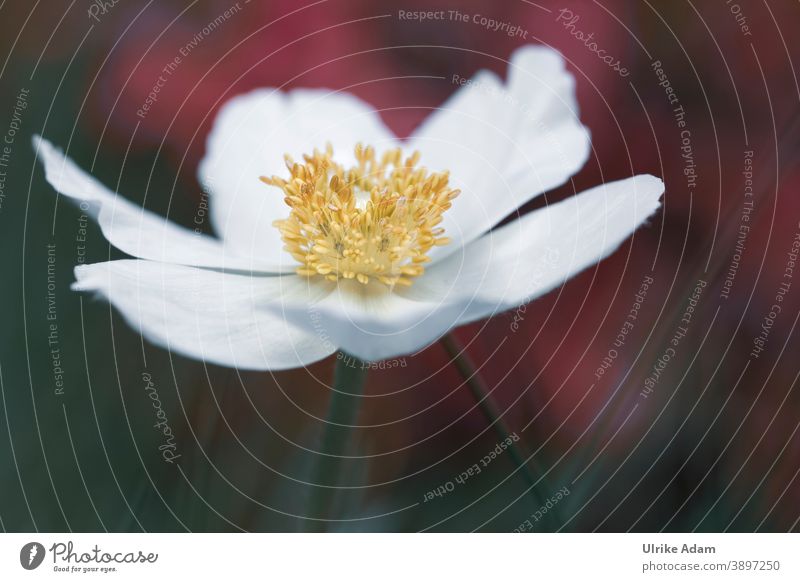 Weiße zarte Blüte einer Anemone auf dunkel rotem Hintergrund harmonisch Natur Pflanze Frühling Herbst Anemonen weiß Blume Makroaufnahme Nahaufnahme