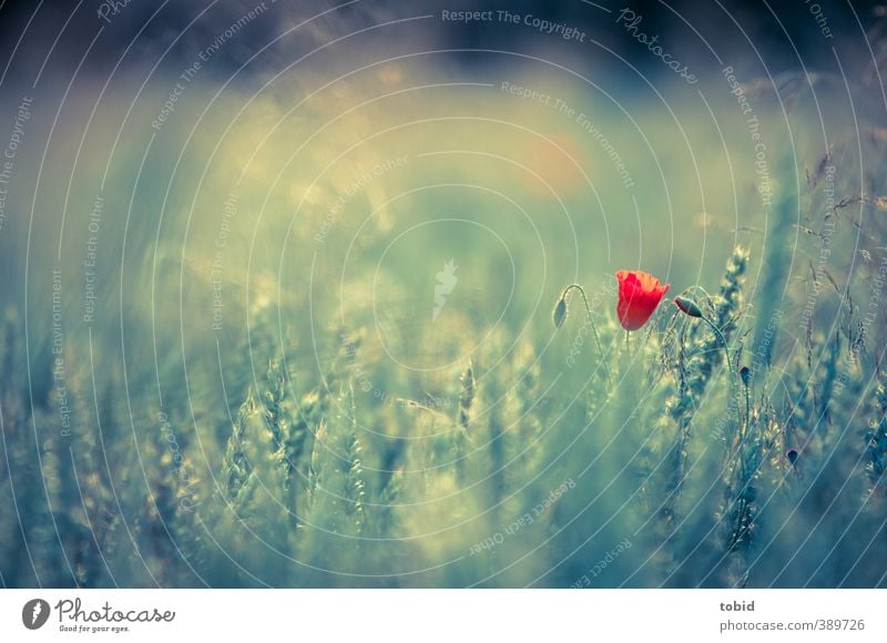 Mohnblume im Feld Getreide Natur Sonnenlicht Sommer Pflanze Nutzpflanze Ähren rot Gegenlicht Farbfoto Außenaufnahme Detailaufnahme Menschenleer Abend