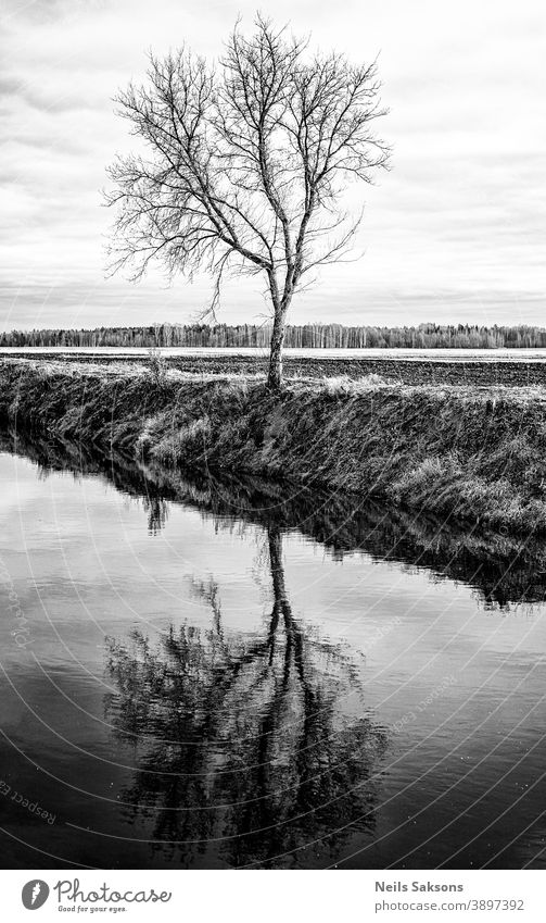 letzter Baum am Flussufer, Reflexion abstrakt Herbst Hintergrund hintergrundbeleuchtet schön Schönheit blau Ast Niederlassungen hell Land Umwelt Wald frisch