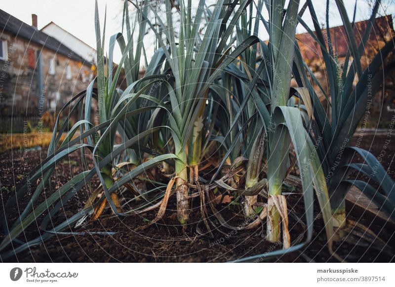 Frischer Bio-Ernte Hausgarten Lauch Ackerbau Biografie Blütezeit züchten Zucht Kindheit Wintergarten kontrollierte Landwirtschaft Bodenbearbeitung Lebensmittel