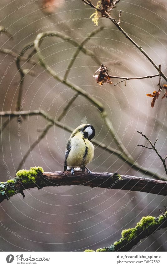 Kohlmeise putzt sich Meise Vogel Wintervogel Ornithologie Tier Natur Singvogel Außenaufnahme klein Garten Schnabel Feder gelb Baum Wald wild schön Tierwelt