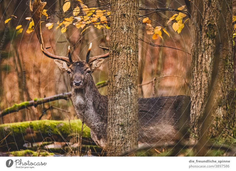 Hirsch im Wald Reh Wild Damwild Rotwild Tier Außenaufnahme Wildtier Natur Farbfoto Tierporträt Hirsche Tag Säugetier Gras Menschenleer Jagd Umwelt Landschaft