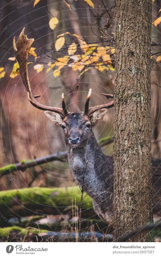 Hirsch im Wald Reh Wild Damwild Rotwild Tier Außenaufnahme Wildtier Natur Farbfoto Tierporträt Hirsche Tag Säugetier Gras Menschenleer Jagd Umwelt Landschaft