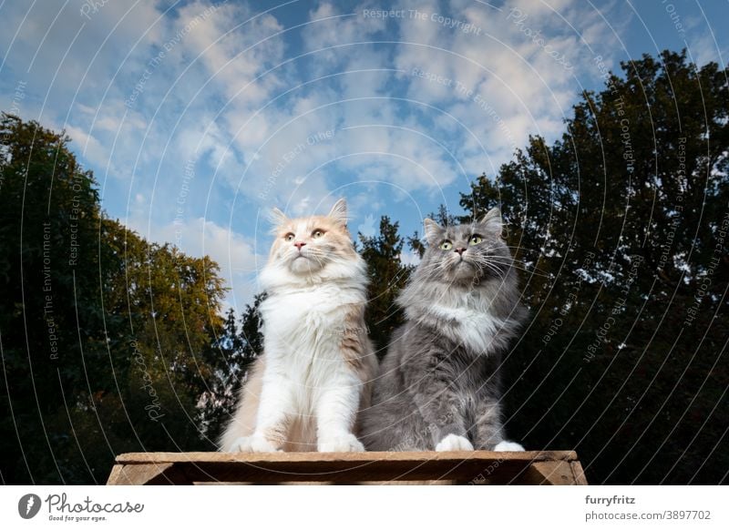 zwei Maine Coon Katzen sitzen im Freien nebeneinander maine coon katze Langhaarige Katze Natur Vorder- oder Hinterhof Garten erhöhter Aussichtspunkt Blick