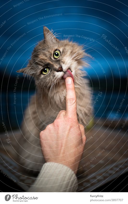 niedlich hungrig Katze lecken cremige Snack aus Finger in blaue Stunde maine coon katze Langhaarige Katze Ein Tier menschliche Hand füttern Katzenfutter