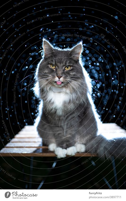 Langhaarkatzenporträt bei Nacht im Regen mit Gegenlicht Katze maine coon katze Langhaarige Katze Ein Tier Porträt nachts regnerisch nass schlechtes Wetter