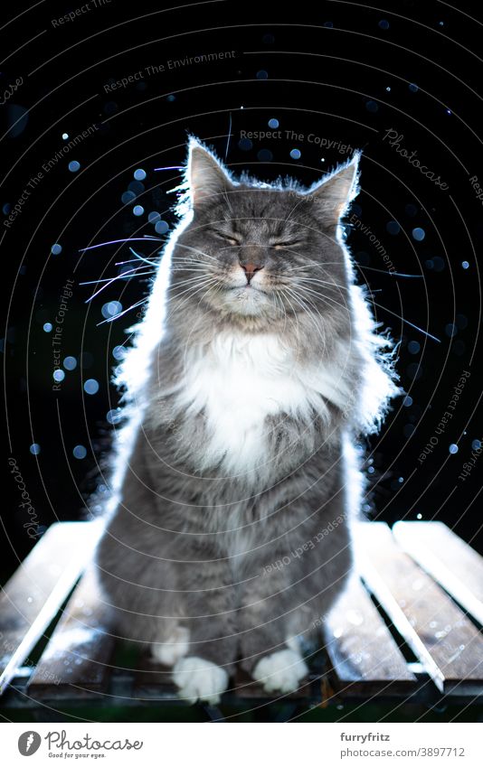 Langhaarkatzenporträt bei Nacht im Regen mit Gegenlicht Katze maine coon katze Langhaarige Katze Ein Tier Porträt nachts regnerisch nass schlechtes Wetter