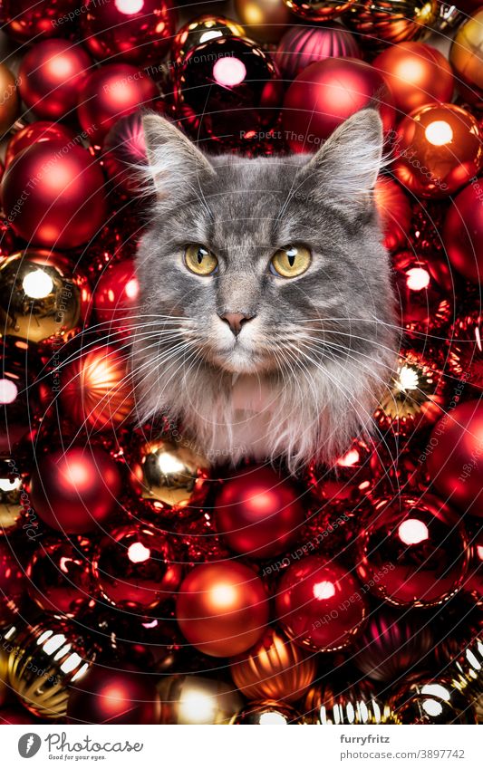 rote Weihnachtskugel Dekoration Katze Porträt maine coon katze Langhaarige Katze Ein Tier Weihnachten Kugel gold Dekoration & Verzierung verziert lustig