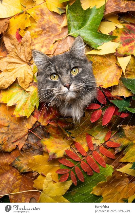 blau getigerte Katze umgeben von bunten Herbstblättern Porträt mit Kopie Raum maine coon katze Langhaarige Katze Ein Tier niedlich bezaubernd schön fluffig Fell