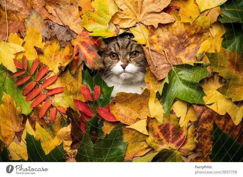 tabby weiße Katze mit bunten Herbstblätter Porträt britische Kurzhaarkatze Ein Tier niedlich bezaubernd schön Fell katzenhaft Golfloch Blick Herbstlaub Laubwerk