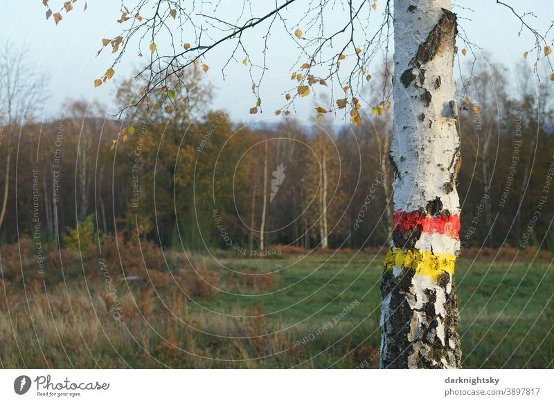 Birke mit einer farbigen Markierung aus einem roten und einem gelben Streifen in Südwestfalen Wandern Land Rural Weide Landschaft Betula pendula Sandbirke