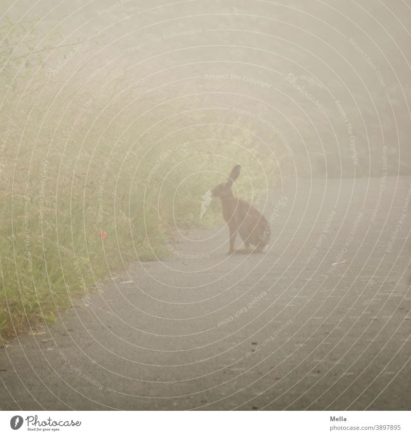 Guten Morgen, Meister Lampe | Feldhase im Morgennebel Hase & Kaninchen Osterhase Tier Ostern Natur natürlich Nebel Nebelstimmung morgens Morgenstimmung