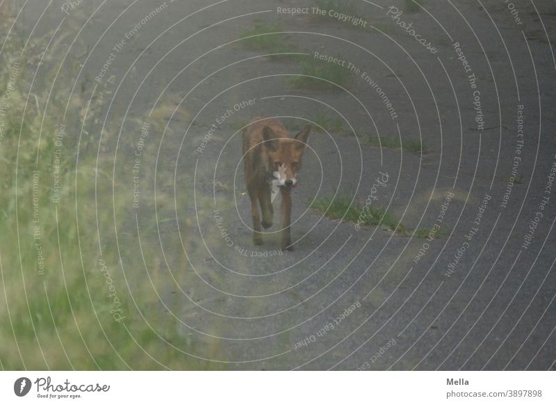 Reineke hat Glück | Fuchs mit Beute im Morgengrauen Rotfuchs Tier Natur Tierwelt Raubtier Fleischfresser Säugetier wild Gras Wildtier Farbfoto Fauna erbeutet