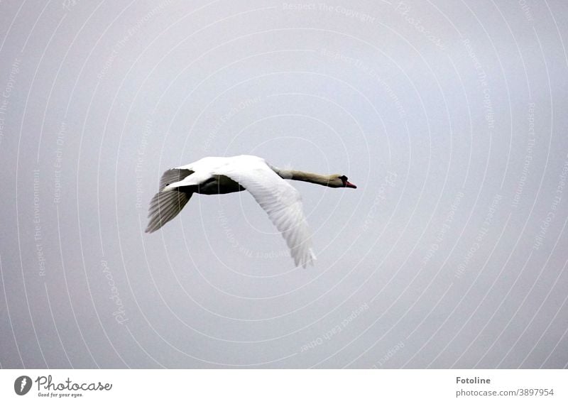 Ein Schwan fliegt elegant durch die Lüfte Tier Vogel weiß Feder schön Schnabel Hals Natur ästhetisch Außenaufnahme Flügel Farbfoto Kopf Tag Menschenleer