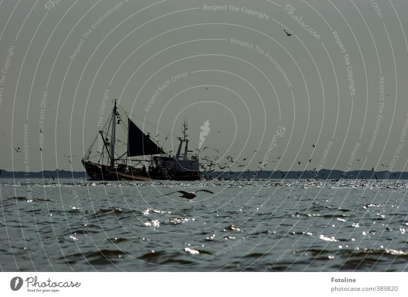 Kutter ahoi! Wasser Himmel Wolkenloser Himmel Wellen Küste Nordsee Meer Tier Vogel Schwarm frei groß Unendlichkeit hell kalt nass grau schwarz weiß