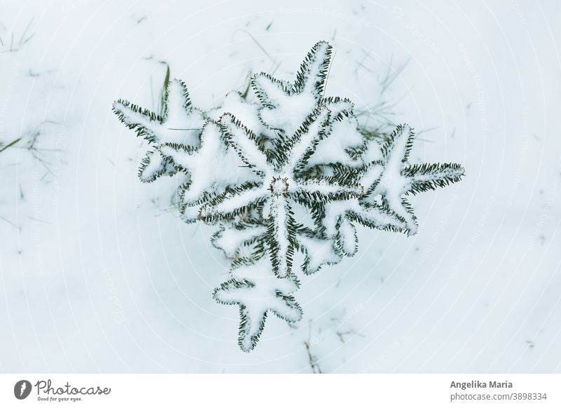 Kleiner Tannenbaum der Art Abies nordmanniana im Schnee von oben Nordmanntanne Weihnachtsbaum verschneit Weihnachten & Advent winterlich weihnachtlich