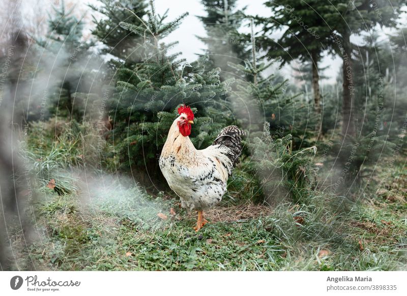 Hahn in Freilandhaltung in einer Tannenbaum-Anlage im Winter Freilandgehege Freilandhuhn Tierhaltung Landwirtschaft Tannenbäume Christbaumanlage Raureif