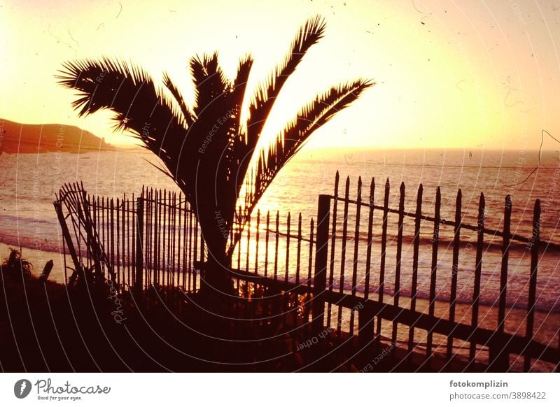 Blick auf Palme, Zaun und das Meer bei Sonnenuntergang retro schäbig golden romantisch Sonnenuntergangslicht Sonnenaufgang Sonnenuntergangshimmel Abendstimmung