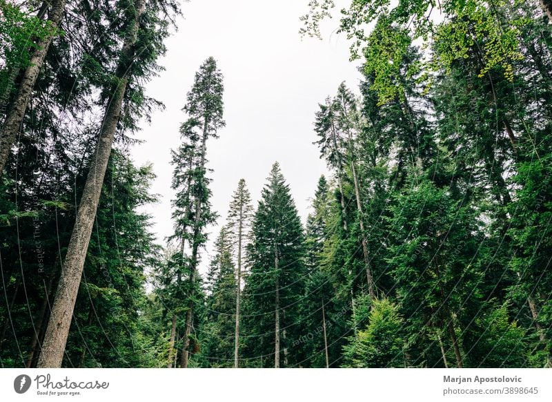 Blick auf die Kiefernwipfel bei Tageslicht Abenteuer Hintergrund schön Ast Umwelt Immergrün erkunden Tanne Laubwerk Wald Wachstum hoch Landschaft Blatt Licht