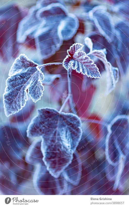 Helles Herbstlaub ist mit Rauhreif bedeckt. Der erste Frost. Blatt frostig Raureif natürlich Schnee Kristalle Nahaufnahme Saison kalt Natur Hintergrund weiß