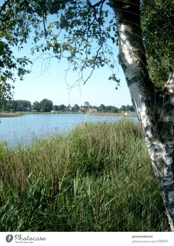 Prerow Vorpommersche Boddenlandschaft Schilfrohr Ferien & Urlaub & Reisen Europa Ostsee Natur Blauer Himmel Sonne