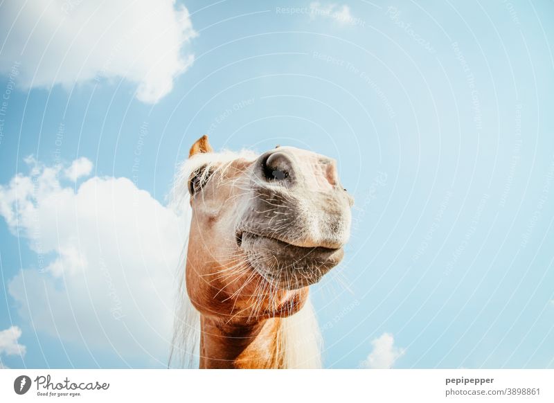 of course my horse Pferd lachen lustig Außenaufnahme Tierporträt Freude Maul Schnauze Farbfoto Tiergesicht Nahaufnahme Nase Nüstern Säugetier Menschenleer