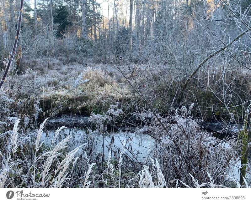 Morgenspaziergang mit Raureif Raureif am Morgen Bach Sumpf Herbst Winter Schilff Gräser Wald Starnberger See Moor