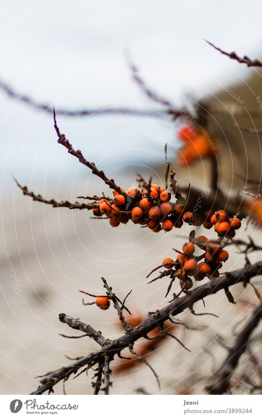 Reifer Sanddorn an einem kalten Wintertag am Ostseestrand Frucht rot orange gesund Vitamin Vitamin C Lebensmittel frisch Bioprodukte fruchtig natürlich