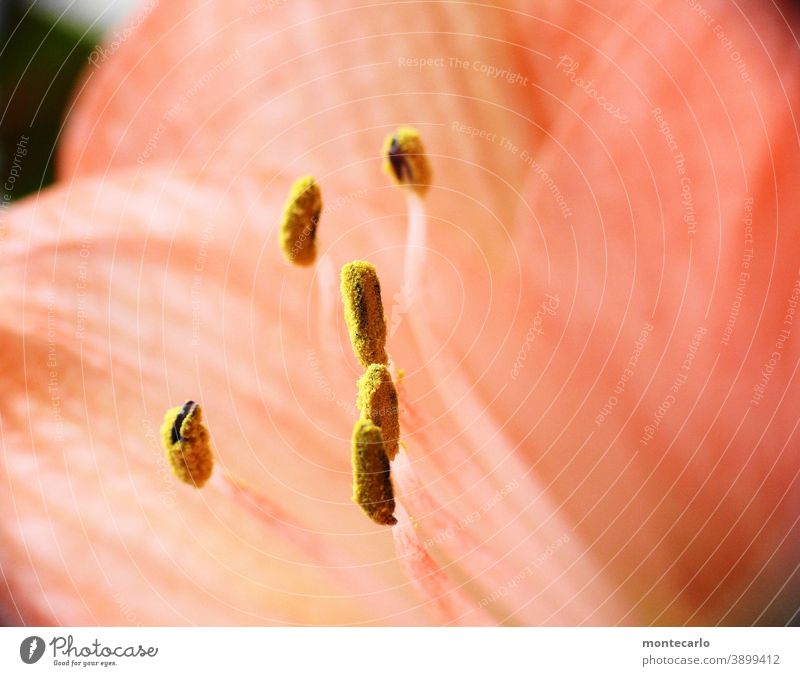 Macroaufnahme von einem Blütenstempel Pflanze Natur Wildpflanze Grünpflanze Blatt klein weich natürlich Farbfoto Makroaufnahme Detailaufnahme Nahaufnahme Umwelt