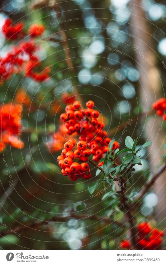 Vogelbeere schön Schönheit Farbenpracht Blütezeit Bokeh hell braun Haufen Nahaufnahme farbenfroh Landschaft Phantasie Flora geblümt Blume Blumen