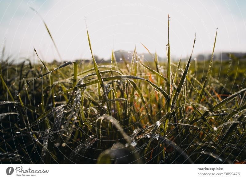 Herbst Bereich Land Gras in den Morgen Morgentau Bayern Lebensraum Tochtergesellschaften Wolken Konifere laubabwerfend ökologisch Ökosystem Umwelt Tanne Wald