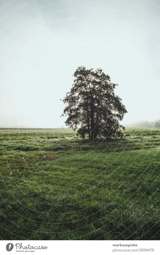 Herbst Laubwald am Morgen Bayern Lebensraum Tochtergesellschaften Wolken Konifere laubabwerfend ökologisch Ökosystem Umwelt Tanne Wald Gras grün Boden Hügel