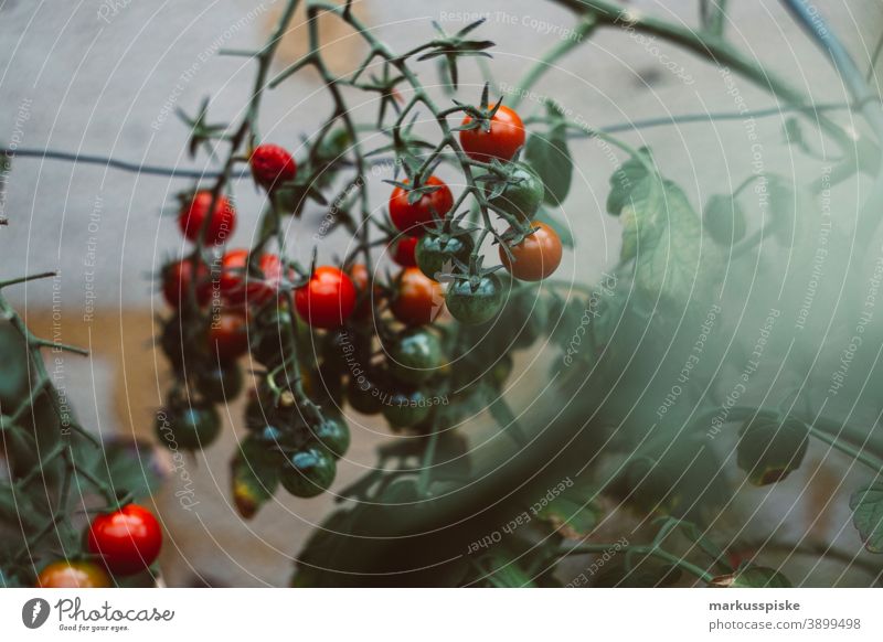 Urban Gardening Selbsthilfe - Tomate Ackerbau Lauch Bohne Biografie Blütezeit züchten Zucht Brokkoli Möhre kontrollierte Landwirtschaft Zucchini