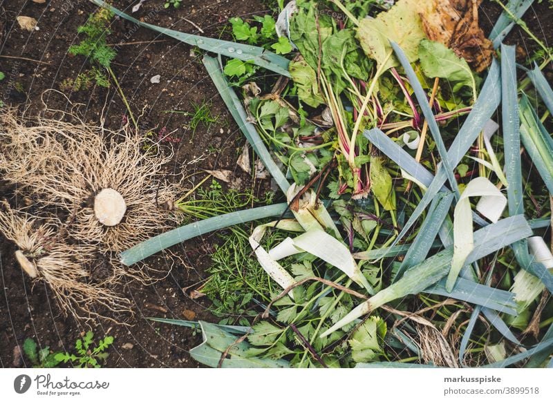 Frischer Bio-Ernte Hausgarten Lauch Porree porree Frühlingseinkäufe Ackerbau Biografie Blütezeit züchten Zucht Kindheit Wintergarten