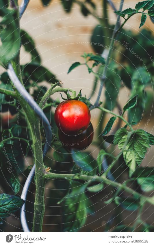 Urban Gardening Selbsthilfe - Tomate Ackerbau Lauch Bohne Biografie Blütezeit züchten Zucht Brokkoli Möhre kontrollierte Landwirtschaft Zucchini