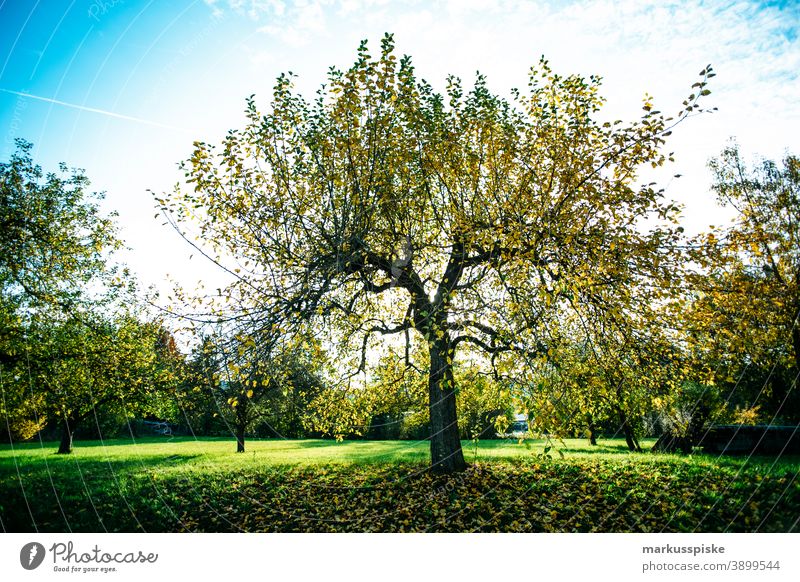 Herbst-Laubwald Bayern Biotop Niederlassungen Wolken Konifere laubabwerfend ökologisch Ökosystem Umwelt Tanne Wald Gras grün Boden Lebensraum Hügel Horizont