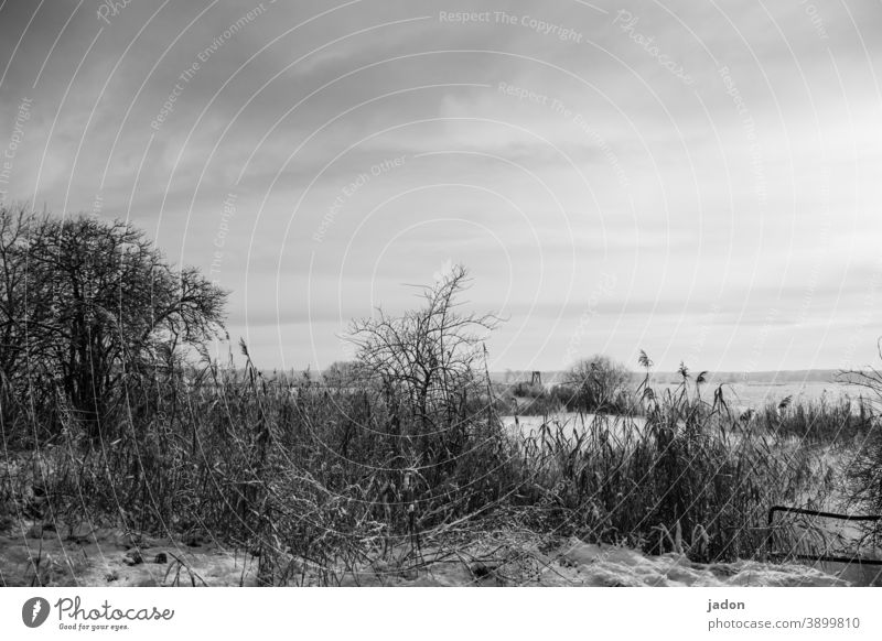 die winterreise. Winter Schnee Baum Licht Landschaft kalt Eis Frost Natur weiß Menschenleer Ast Außenaufnahme Schwarzweißfoto Umwelt Pflanze Textfreiraum oben