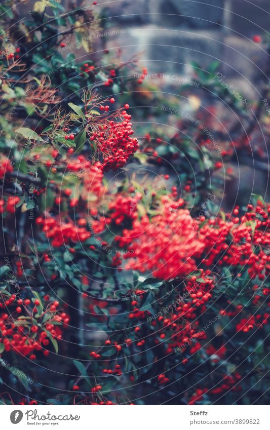 Feuerdorn im Herbstgarten Beerenstrauch Roter Feuerdorn feuerrot rote Beeren dunkelgrün Heckenpflanze Herbstbeeren Oktober Wildpflanze Strauch Pyracantha