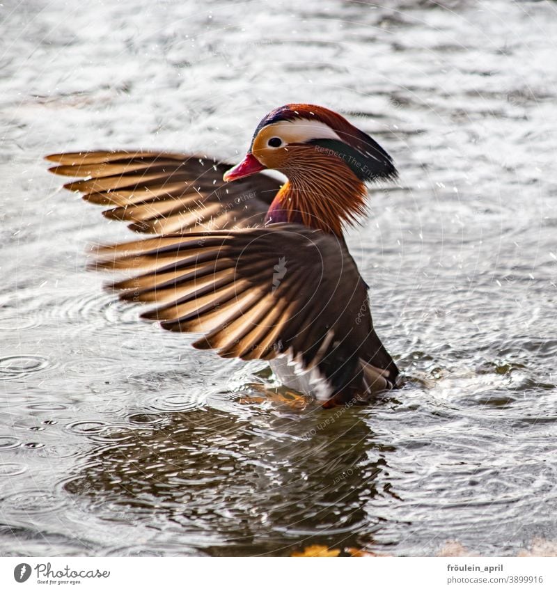 Dirigent | Mandarinenerpel Vogel Ente Erpel Mandarinente Flügel Federvieh Federn Tier Farbfoto Natur Außenaufnahme Schnabel Menschenleer Wildtier Tierporträt