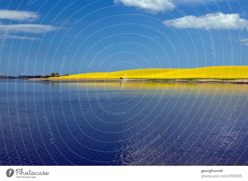 Rapsfelder und Breitling bei Groß Strömkendorf (vor Insel Poel) Umwelt Natur Landschaft Luft Wasser Himmel Wolken Blüte Feld Blühend Rapsacker Himmelblau