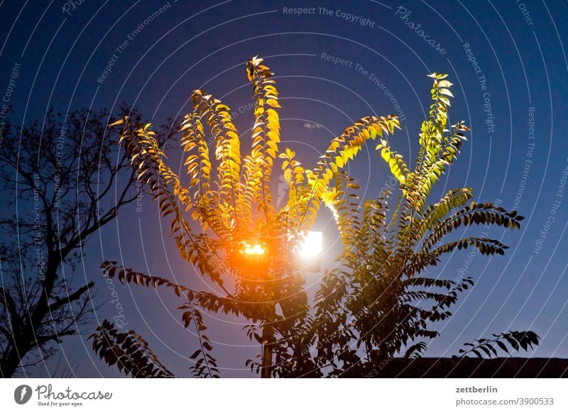 Laterne hinter Zweigen am Abend abend ast baum beleuchtung blatt dunkelheit lampe laterne licht nachts scheinwerfer zweig straßenbeleuchtung straßenlaterne