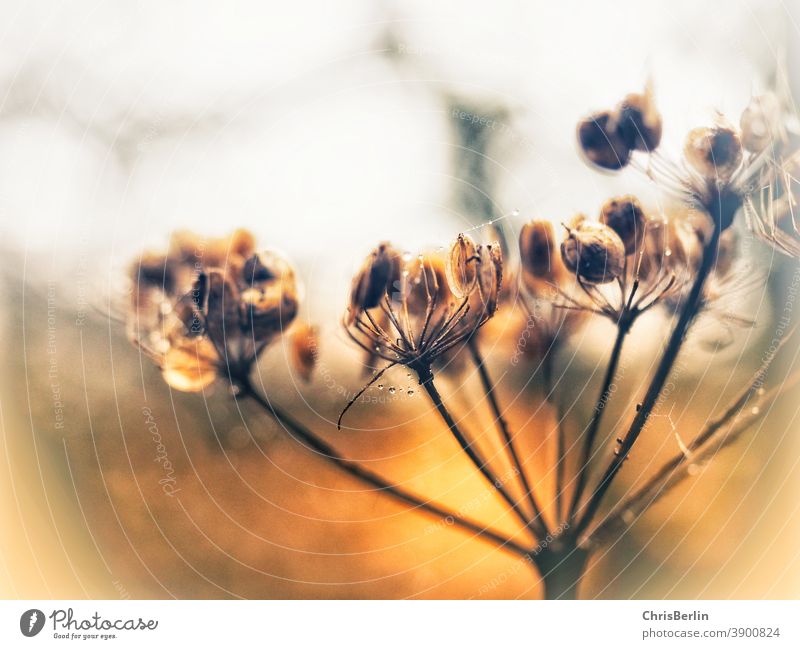 herbstliche Pflanze mit Sonnenuntergang Pflanzenteile Botanik Nahaufnahme Natur Umwelt Wildnis Herbst Pflanzensamen geringe Tiefenschärfe