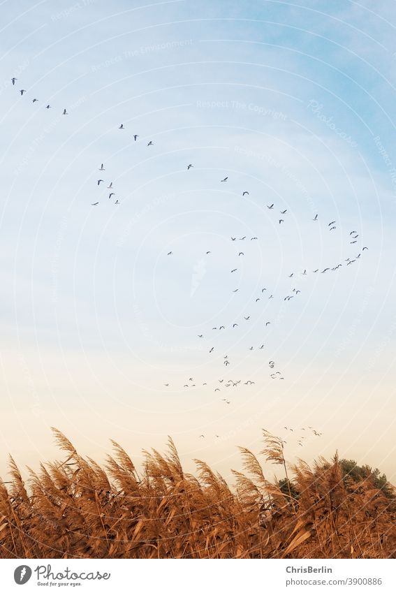 Gänseschwarm am Himmel gänse vögel Natur Tier Außenaufnahme fliegen Wildtier Farbfoto Freiheit natürlich Umwelt Menschenleer Zugvogel Herbst Abend