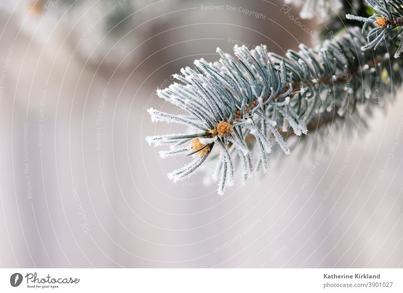 Frost auf blauen Fichtennadeln Schnee Eis kalt Winter Kiefer Tanne Immergrün weiß Saison saisonbedingt Weihnachten Feiertag Nadel Baum Wald Wälder Waldgebiet