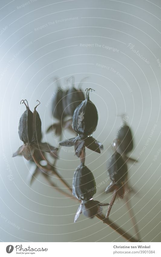 Verblühtes Johanniskraut mit dunklen trockenen Samenkapseln. Neutraler heller Hintergrund und schwache Tiefenschärfe verblüht Vergänglichkeit Herbst Natur