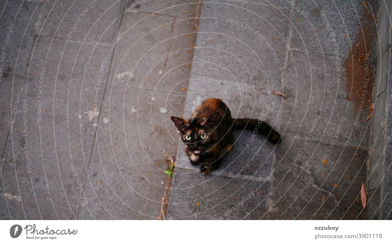 Hauskatze mit neugierigen Blicken Katze Haustier Tier Säugetier Katzenauge Tierporträt Schnurrhaar Tiergesicht Blick in die Kamera Neugier Wachsamkeit Farbfoto