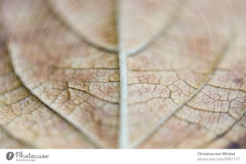 Makroaufnahme der symmetrischen Strukturen auf der Unterseite eines ausgeblichenen Herbstblattes mit sehr schwacher Tiefenschärfe Blatt Laub Blattrippen