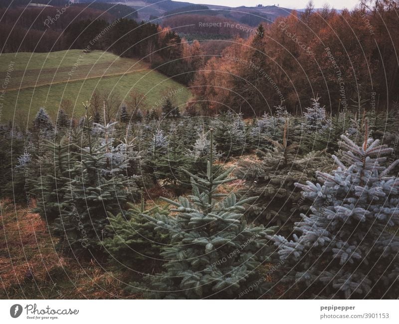 Weihnachtsbaum Schonung wachsen Wachstum Ernte Ackerbau Landwirtschaft Weihnachten & Advent Tannenbaum Lichtung weihnachtlich Christbaum Feste & Feiern grün