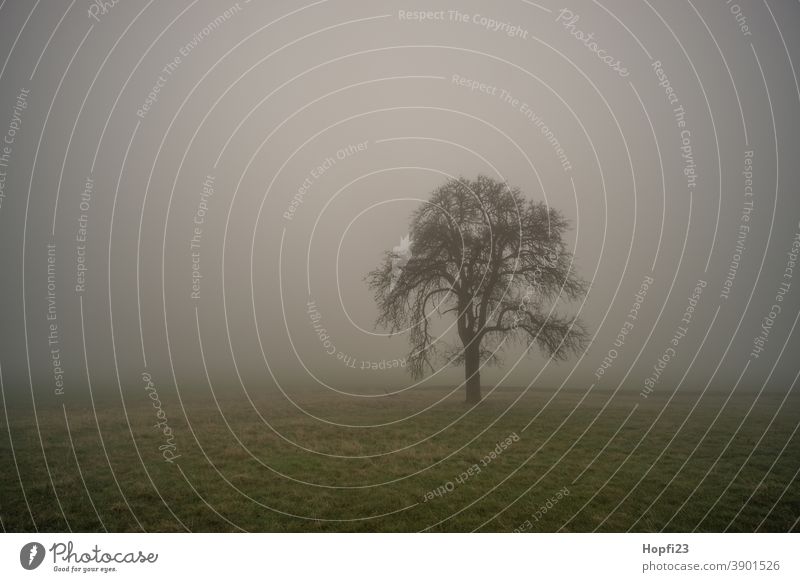 Baum im  Nebel Berge Natur Außenaufnahme Farbfoto Menschenleer Landschaft Umwelt Pflanze Tag Gedeckte Farben Tanne dunkel schlechtes Wetter Kontrast Licht